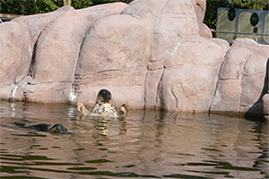 Säldammarna, Skansen