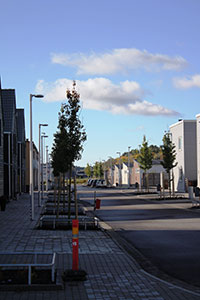 Björkris
