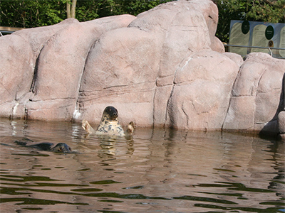 Säldammarna, Skansen