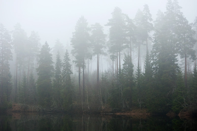 Om Sveden Trä