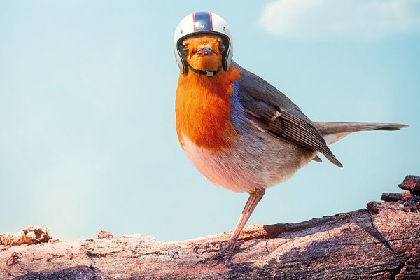 Pilkington AviSafe™ hjälper fåglar att undvika kollisioner med glasytor